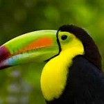 Belize Toucan