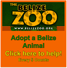 Belize Zoo Adopt an Animal Expat Belize