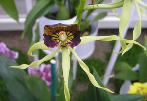 Black Orchid Encyclia Cochleata