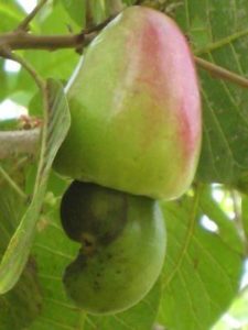 Cashew Nut