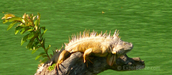 Iguana on the Belize River