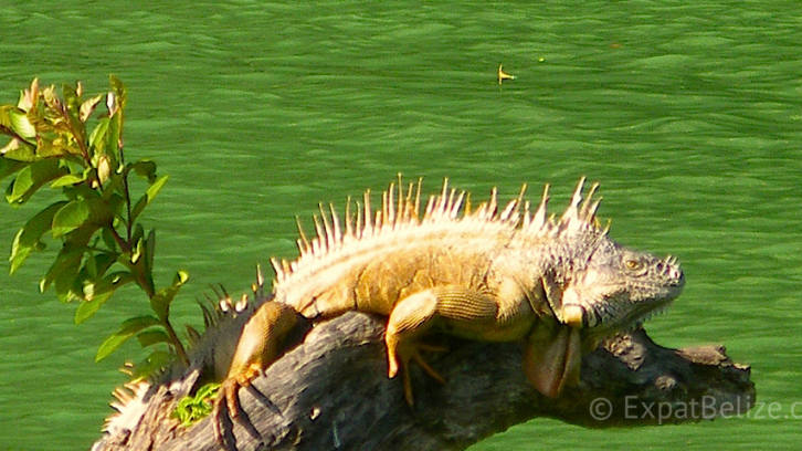 Iguana on the Belize River