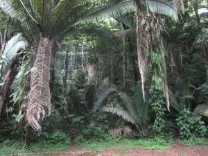 Belize Cayo District ATM Cave (10)