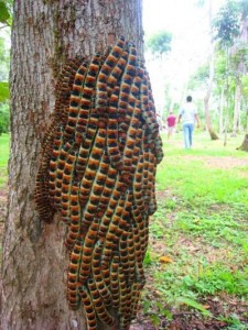 Catepillars of Belize    