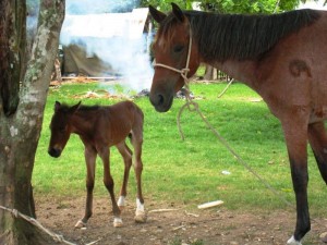 Horses    