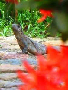 Iguana    