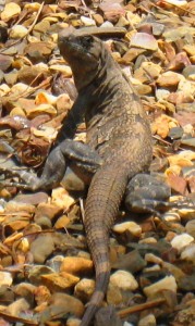 Iguana 2    