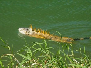 Swimming Iguana