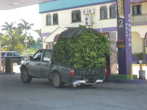 Bananas Going to Belize Market  