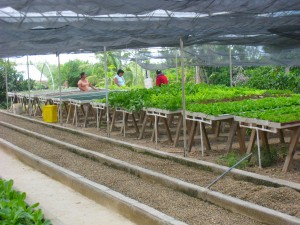 Hydroponic Lettice