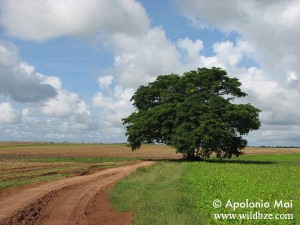 Belize Gallery 2 61 