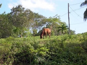 Belize Gallery 3 95  