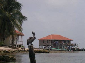 Belize Gallery 7 238        