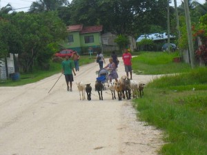 Walking the Goats