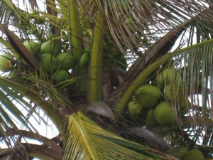 San Pedro Belize115        