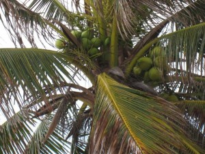 San Pedro Belize116        