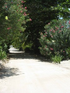 Traveling through Tres Cocos on Ambergris Caye Island Belize        